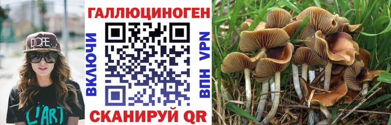 Купить  Ворсма  Псилоцибиновые грибы Psilocybe 